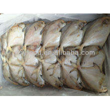 Frozen Silvery Pomfret Fish